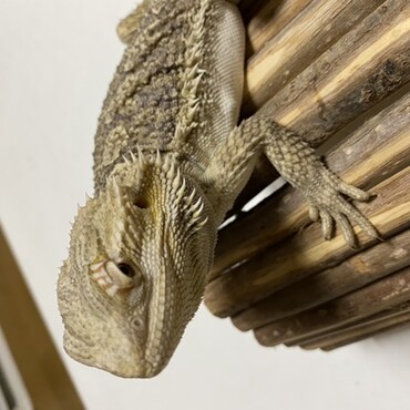 お部屋掃除が終わるのを待つ，サン君( ¨̮ )