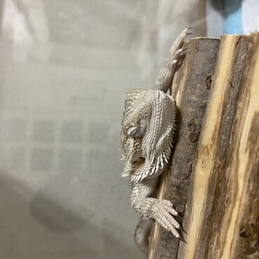 仕事から帰宅したら、伸びて寝てました（笑）可愛すぎ♡