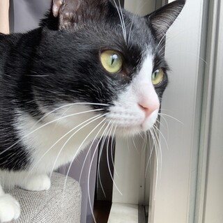 雑種のオス10ヶ月人懐っこい性格です