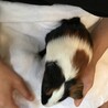 急募！モルモット１匹、生後２ヶ月 サムネイル5