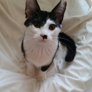 ちょっとおっちょこちょいの僕（まさお）をヨロシク！