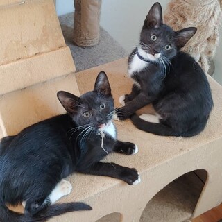 【代理投稿】タキシード兄弟仔猫の里親募集