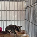 決まりました