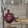決まりました サムネイル2