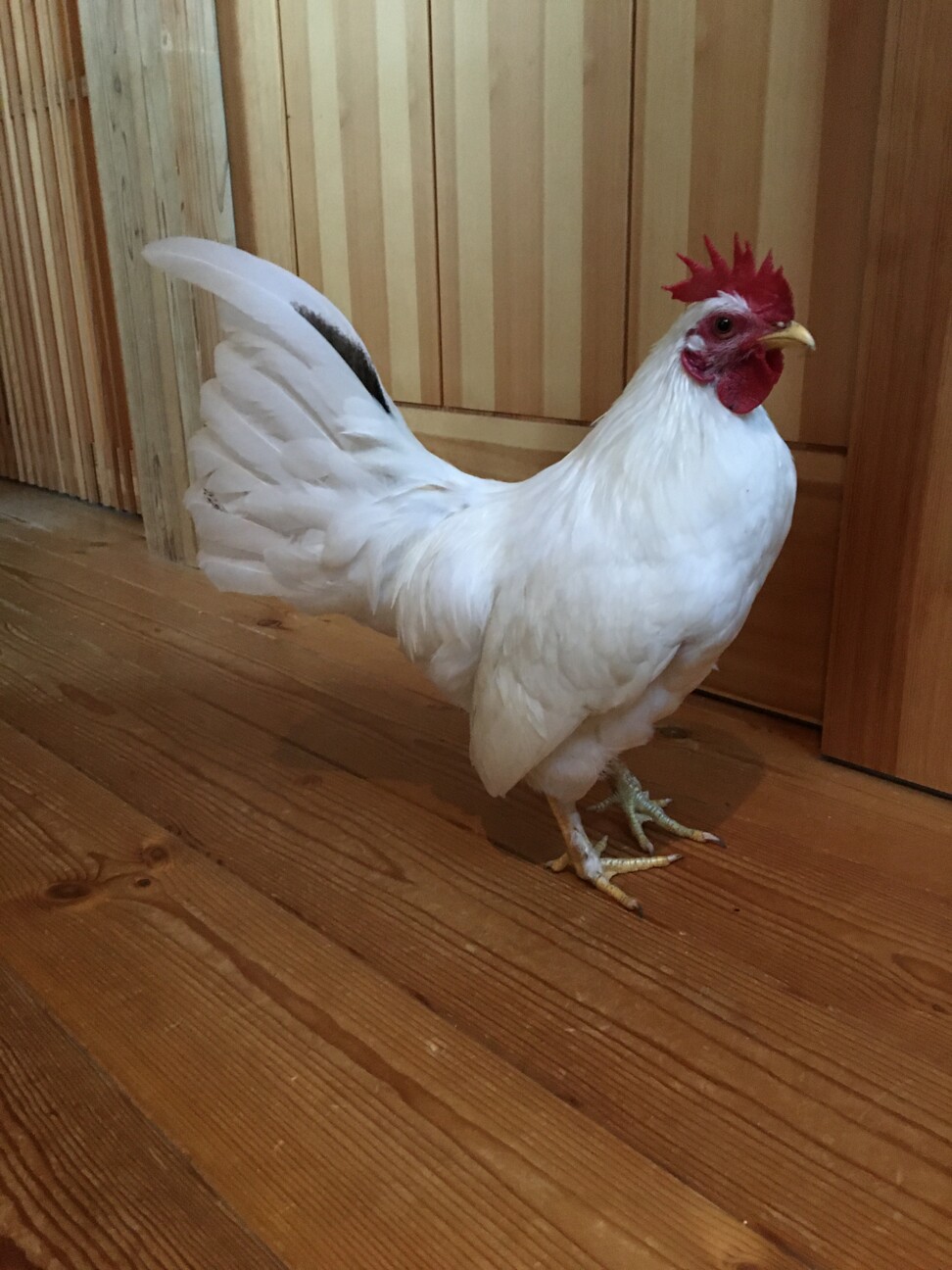 きれいな白チャボ です オス 埼玉県 鳥の里親募集 ペットのおうち 月間利用者150万人