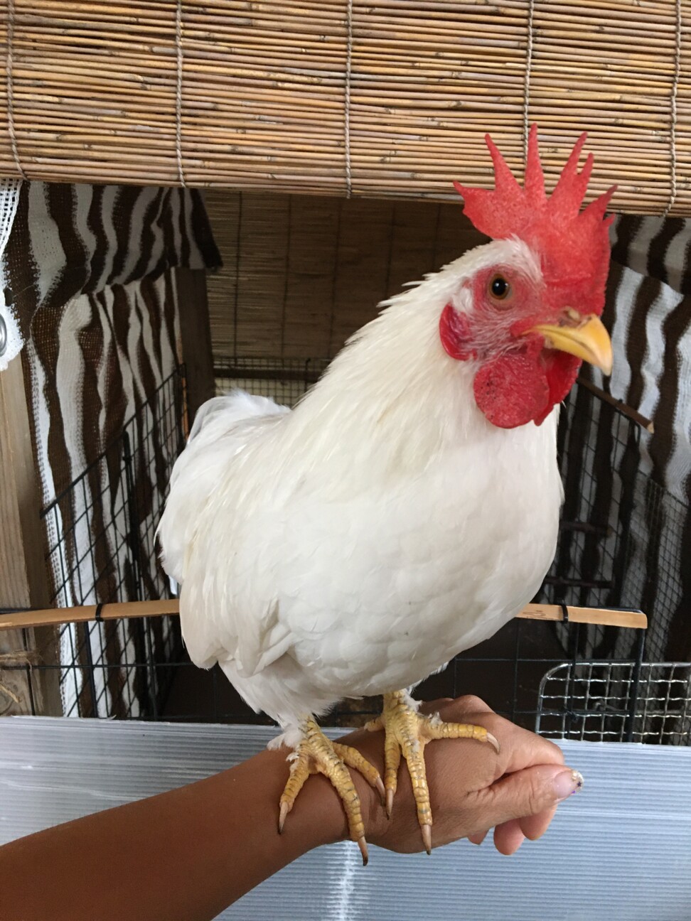 きれいな白チャボ です オス 埼玉県 鳥の里親募集 ペットのおうち 月間利用者150万人