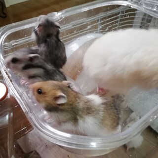 長毛種の赤ちゃんゴールデンハムスター里親様募集