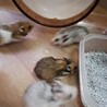 長毛種の赤ちゃんゴールデンハムスター里親様募集 サムネイル2