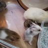 長毛種の赤ちゃんゴールデンハムスター里親様募集 サムネイル4