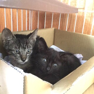 【代理投稿】キジトラとクロネコ三姉妹の仔猫里親募集