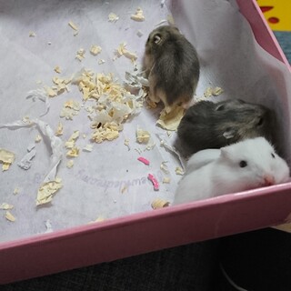 ジャンガリアンハムスター