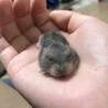 ジャンガリアンハムスター サムネイル4