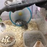 ジャンガリアンハムスター サムネイル5