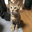 生後3ヶ月キジトラ男の子