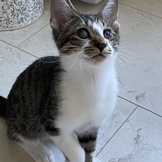 元気な男の子チッチくん