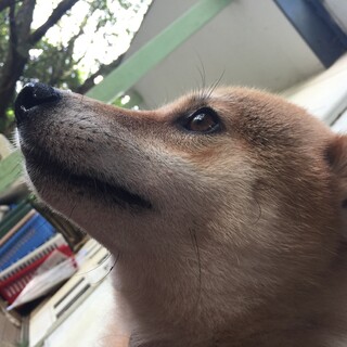 まだ若く、元気で可愛いクルミちゃん