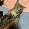2か月半　可愛いキジトラ女の子 サムネイル5