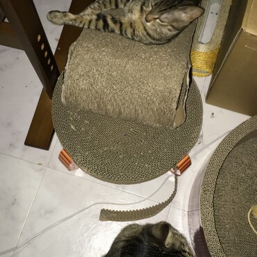 ゆったりトライアルちゃんと見つめる未来