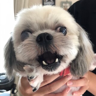 多頭崩壊現場から小さなシーズーの男の子