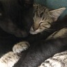 2か月半　可愛いキジトラ女の子 サムネイル7