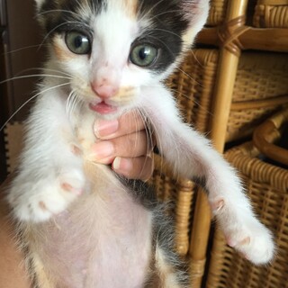生後1ヶ月半姉妹