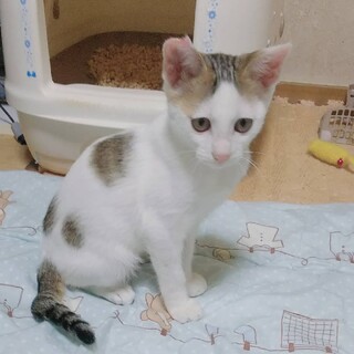 仲良し兄弟！怖がりでしっかり者の天くんトライアル中