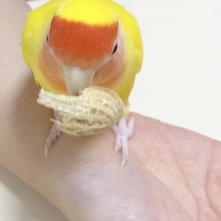コザクラインコ♂ とっても元気で懐っこい男の子！