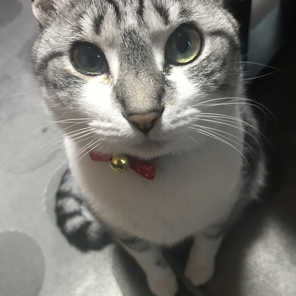 さくらのカバー写真