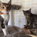 MIX姉妹猫