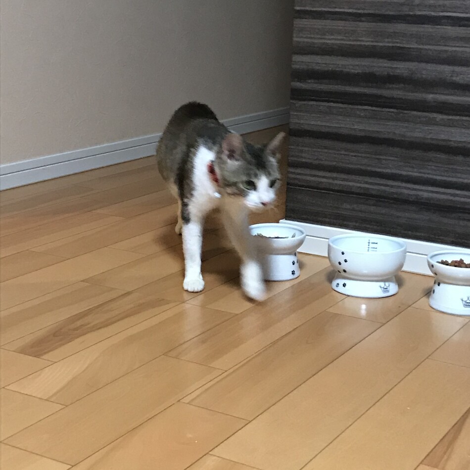 トラのカバー写真