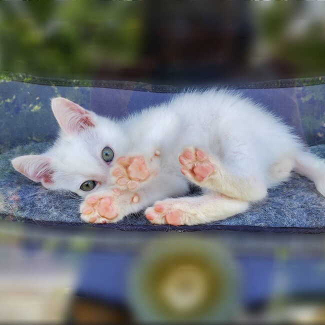 ちむままのカバー写真