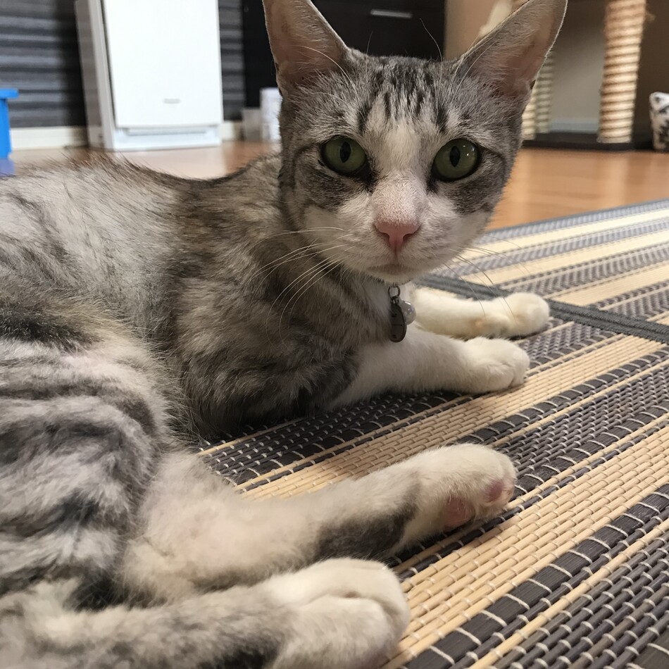 ピンキーのカバー写真