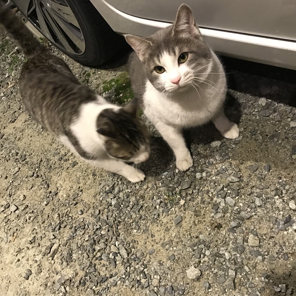 グレムリンのカバー写真