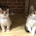 ペルシャMIXの姉妹