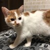 ペルシャMIXの姉妹 サムネイル5