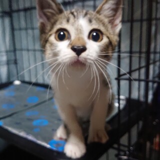 【SOS】幸せ運ぶお鼻がハートの可愛い女の子