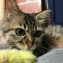 半長毛MIX猫