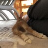 かくれんぼーず へやんぽ大好きな【ぐりちゃん】 サムネイル7