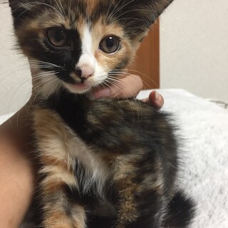 2ヶ月未満ミケ半長毛とサビの姉妹