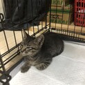 人が大好きな猫、みみ君です。