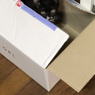 黒、白、ちょび髭のミルクちゃんです。