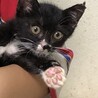 黒、白、ちょび髭のミルクちゃんです。 サムネイル2