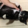 黒、白、ちょび髭のミルクちゃんです。 サムネイル3