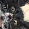 黒、白、ちょび髭のミルクちゃんです。 サムネイル4