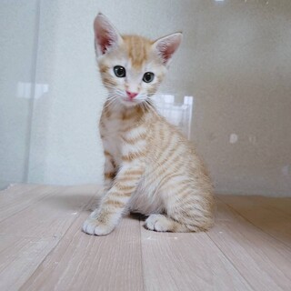 家族が出来ました♡茶トラ♂ウェイク♡臍ヘルニア有