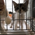 被災地の子猫2匹セット