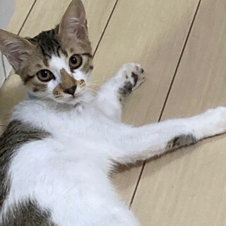 実はナデナデ大好きだった！イーヨー君4月生まれ