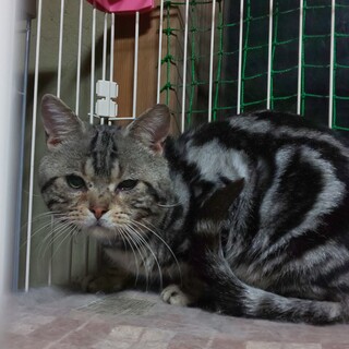 クールでシャイなジャイモン君