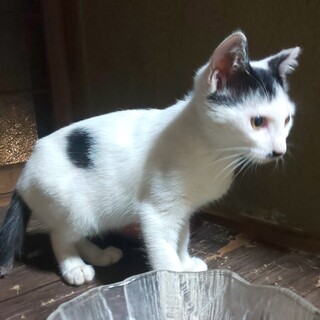 前髪兄弟 シッポ&ヨタ君