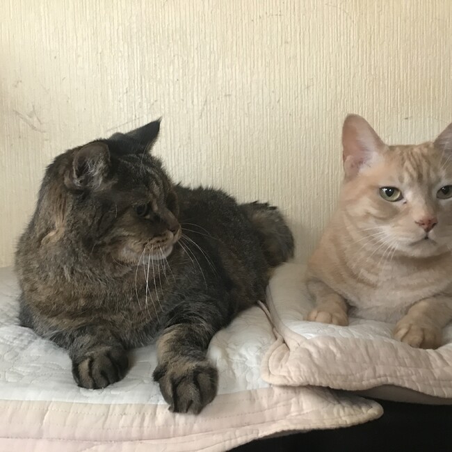 ヒナポンママのカバー写真